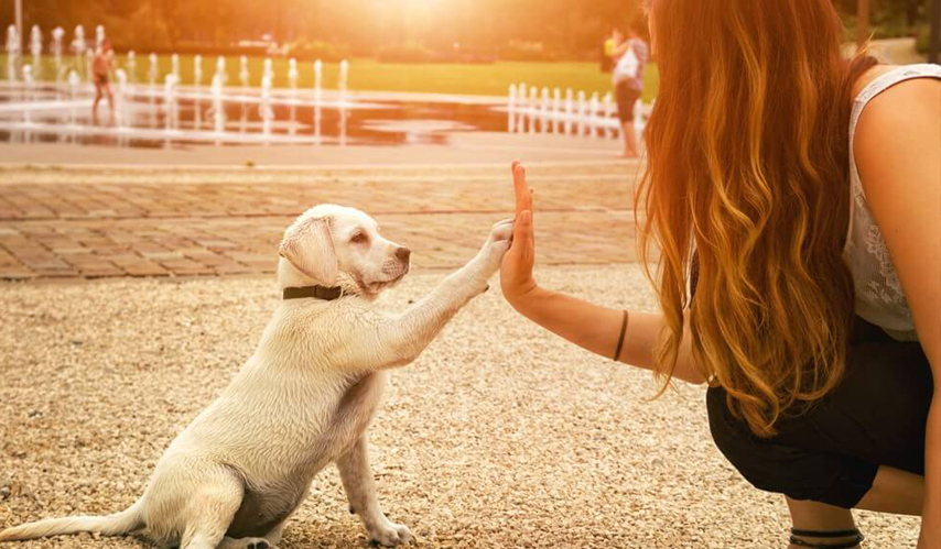 Pet Care Services Case Study - Digital Catalyst